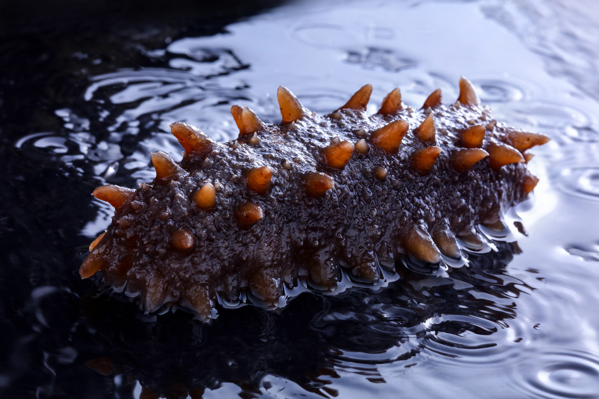 海参这样吃，滋养又美味！